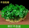 Servicio de Envío Directo de Una Pieza para Plantas de Centella Asiática Hidropónicas, Plantas en Maceta de Tocón Viejo para Cultivo en Agua en Interiores y Exteriores, Centella de Hoja Grande con Raíces Fáciles de Cultivar