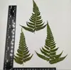 Folhas de Samambaia Folhas Reais DIY Planta Espécime em Relevo Porta-Retrato Cola Capa de Celular Vela de Aromaterapia Material Atacado