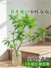 Ligustro de Hojas Pequeñas Famoso en InternetDecoración de Planta Verde Hidropónica Cortada Fresca para Uso en Interiores, Fácil de Mantener Todo el Año, Adecuado para Salas de Té