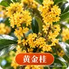 Plántula de Osmanthus en Maceta Osmanthus Dorado Osmanthus de Cuatro Estaciones Tipo Flores de Fragancia Rica Interior Exterior Patio Balcón Siembra en Suelo Fácil de Cultivar Plantas Verdes