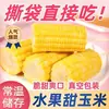 Mazorcas de maíz dulce listas para comer de Guangxi, snacks frescos para estudiantes, envasadas al vacío, sustituto de desayuno de harina de maíz sin cocción