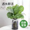 Plantas hidropônicas fáceis de cultivar em ambientes internos Calathea Maçã Verde planta verde planta em vaso adequada para todas as estações sala de estar escritório mesa folhas grandes tolerante à sombra