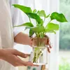 Vaso de Vidro Hidropônico Transparente Minimalista Criativo para Cultivo de Plantas Verdes Como Jiboia, Osmanthus e Pinheiro Arhat, Adequado para Arranjos Florais