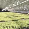 Luz Suplementaria LED para Plantas Crecimiento Espectro Completo Exterior Impermeable Set Bombilla Iluminación Interior Planta Verde Alta Eficiencia Lumínica