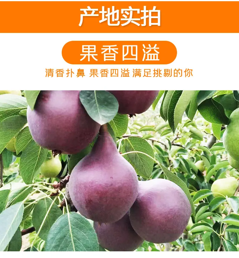 【严选】陕西红啤梨 一件代发5/9斤应季考密斯红梨西洋梨新鲜水果详情图7
