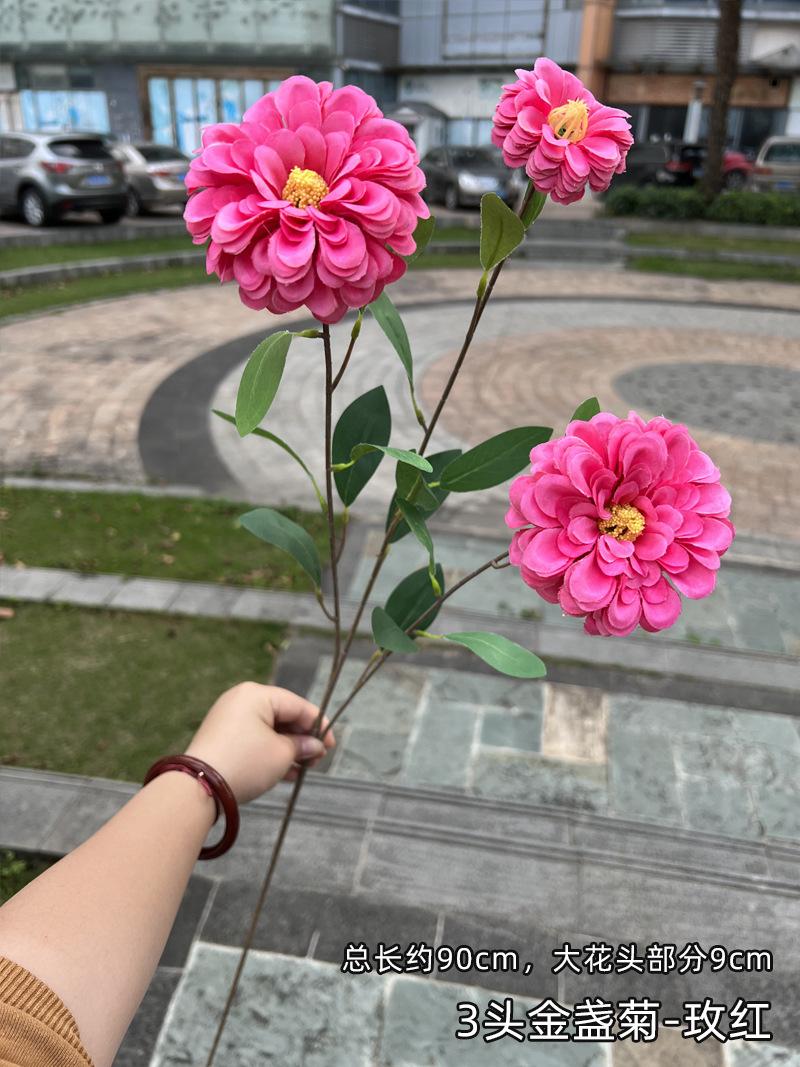 3头金盏菊-玫红.jpg