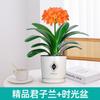 Dropshipping Clivia Plántulas en Maceta con Capullos Plantas de Flor Interior Tesoro Nacional Gigante Caro