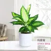 Flor de Ruyi Roja de la Fortuna Reina Maceta Planta Verde de Escritorio para Interiores Cuatro Estaciones Maryan Perenne Flor Fácil de Cuidar