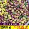 Pimentas Coloridas Especiais de Guangxi, Pimentas Frescas de Cinco Cores, Pimentas de Sete Cores, Pimentas Pequenas Pérola, Pimentas Lanterna, Pimentas de Cinco Cores, Pimentas Crocantes em Conserva