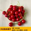 Manzana Roja de Simulación Modelo Nochebuena Plástico Biónico Fruta Falsa Manzana Roja Fuji Fruta de Serpiente Adorno Decoración Prop