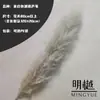 Caña Larga Vietnamita Flor Seca de Yunnan Ramo Decoración Esponjoso Fotografía de Boda Del Suelo al Techo Paisajismo Flor Inmortal Natural