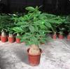 Árvore-da-fortuna Grande em Vaso para Interior para Sala de Estar, Planta Verde para Escritório, Fácil de Cuidar, Perene em Todas as Estações
