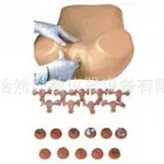 高级妇科检查模型医学模型YR-FS