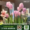 Resistentes al FríoBulbos de Tulipán Importados de Holanda Cultivo en Tierra Flores Hidropónicas Interior Exterior Balcón Patio Siembra Otoño Invierno