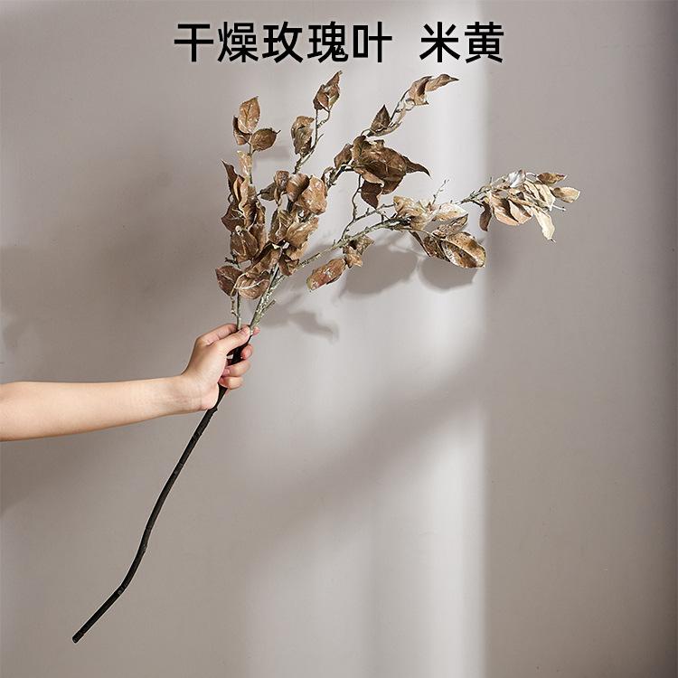 干燥玫瑰叶 米黄