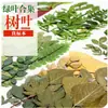 Planta Folha Verde Espécime Folhas Flores Secas Jardim de Infância Material Artesanal Adesivo Folhas Reais DIY Cola de Gota Moldura de Foto Embossado