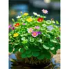 Planta de Centella Asiática en Flor para Atraer Riqueza, Planta Hidropónica para Escritorio de Oficina, Flor de Planta del Dinero para Cultivo en Agua Interior