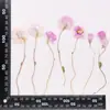 Colección de Ramas de Flor de Crisantemo, Paquete de Materiales para Estampado de Flores Secas, Material Hecho a Mano para Bricolaje, Espécimen de Planta, Marcapáginas Estampado con Pegamento