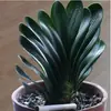 Las Clivias en Maceta de Plántulas Viejas Son Fáciles de Cultivar en Todas las Estaciones, Florales Suculentos con Botones, Plantas Verdes, Plántulas Redondeadas de Tamaño Monje para Interiores