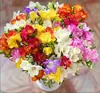 Bulbos de alisso de flores duplas, frésia, sementes de tuberosa em vasos de varanda de quatro estações, flores perenes de pátio interno