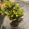 Plantas de Madera que Cambian de Color en Maceta, Florales de Madera de Hojas Cambiantes de Colores, Interior Balcón, Plantones Verdes para la Búsqueda de Riqueza en Exteriores, Plantas de Follaje de Banyan Dorado