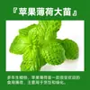Menta en Maceta Comestible Plántulas Grandes Repelente de Mosquitos de Interior Plantas Verdes Romero Plantas Herbáceas de Cuatro Estaciones Hojas de Menta Gatuna de Limón