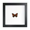 Mariposa Real, Especie Preciosa de Verano, Mariposa Rara, Mariposa Pequeña de Cinta Verde, Adorno de Escritorio, Espécimen de Regalo, Pintura Decorativa, Espécimen de Mariposa