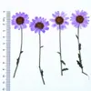 Flores Secas com Galhos, Crisântemos e Margaridas Prensados, Kit de Material para Abajur de Mesa com Flores Prensadas, Marcador de Página de Flores Naturais, Espécime de Planta em Resina