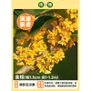 Plántula de Osmanthus en Maceta Osmanthus de Cuatro Estaciones Osmanthus Dorado Planta de Interior de Aroma Fuerte Patio Árbol Grande Dorado Maceta Flor Plantación en Suelo