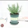 Hortelã em Vaso, Mudas Frescas de Hortelã Comestível, Planta Repelente de Mosquitos, Flores Hidropônicas Fáceis de Cultivar, Plantas Verdes Purificadoras de Ar para Interior