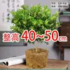 Planta de Perfume Flor de Milán en Maceta con Tallos Viejos para Balcón, Fragante y Fácil de Cuidar, con Capullos de Flor, Planta Verde para Uso en Interiores y Exteriores, Florece en Todas las Estaciones