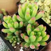 Base de planta suculenta autoproducida y autovendida al por mayor suculentas pequeñas combinación de flores plantas en maceta plantas carnosas Lithops Haworthia