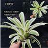 Piña Linda Colorida Piña Selva Tropical Tanque de Agua y Tierra Ecológico Plantas Acuáticas Terrario para Reptiles Paisajismo Plantas Epífitas de Uso Común