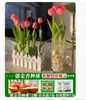 Venta al por mayor de 5 bulbos de tulipán en stock, florecen en todas las estaciones, fáciles de cuidar, adecuados para cultivo hidropónico, de pétalos dobles, para cultivo en tierra o maceta en el balcón