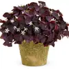 Red Sorrel Seed Bulbs Purple Sorrel Red Flower Lawn Seeds White Clover Four Seasons Seeds Seeds Potted Plants