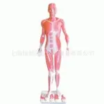 全身肌肉解剖模型医学模型