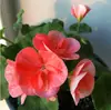 Plántulas de Geranio en Maceta para Dropshipping, Plántulas de Flor de Geranio de Doble Pétalo, Plantas Verdes Ojos de Ángel para Patio y Balcón