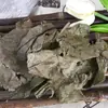 Material Medicinal Chino Hojas de Eucommia, Listas para Usar, Eucommia Limpia y Libre de Impurezas, Una Pieza, Gran Cantidad y Excelente Calidad