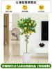 Dropshipping Árbol de Limón Frutal Todo el Año Maceta Envío Gratis Balcón Plántula con Yemas Frutales Planta de Patio Árbol Frutal