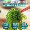 Uvas de Mar para Niños Frescas Listas para Comer Algas Verdes Vegetal de Longevidad Algas Marinas Col Marina Caviar de Sushi Plato Frío Salado