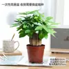 Árbol del Dinero Plantas en Maceta Flores y Plantas de Interior Plantas Verdes de Interior Plantas para Sala de Estar de Interior Plantas Pequeñas en Maceta Fáciles de Cuidar Venta al por Mayor
