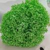 Anna Hydrangea Hydrangea Hydrangea Flor eterna flutuante Flor seca Decoração para casa Fábrica de Yunnan Atacado Frete grátis