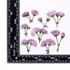 Ramas dobles de sakura, flores secas, pétalos de flores prensadas, marcapáginas de flores reales, especímenes de plantas, marcos de fotos, velas, materiales para flores prensadas DIY
