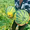 Huichuang Jialianhua 911 Sementes de Melancia Crocante Precoce de Casca Dura Kirin Meidu Sementes de Melancia Fruta de Campo