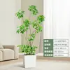 Forma Pie de Pato Madera Sala de Estar Maceta Grande Planta Verde Interior Sala de Estar Grande de Pie Flor Real Pila Vieja Pie de Pato Madera