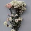 Flor de Arroz flor eterna paquete de materiales multicolor ramo de flores secas accesorios de materiales de flores DIY flores y plantas fábrica de Dounan decoración de arreglos florales