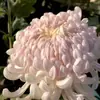 Semillas de crisantemo resistentes al frío, flores grandes, adecuadas para plantar en todas las estaciones, resistentes a las heladas en exteriores, para paisajismo de jardines, plantas ornamentales en maceta para balcones