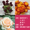 Plántulas de Rosas Kunming Yunnan Tronco Viejo en Maceta Rosa Roja Flor de Rosa Raíz Vieja Plántulas Florecen en Todas las Estaciones y Florales Fragantes