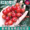 Plántulas de Cerezo Imperial Rojo de Una Pieza para Envío Directo, para Plantar en Jardines en el Norte y el Sur, Plántulas de Cerezo Frutal Injertadas Extra Grandes Resistentes al Frío