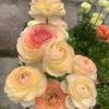 Bulbos Auténticos de Ranúnculo Doble Importados, Lisianthus, Plántulas de Flor de Peonía Hoja de Apio, Florales Fragantes en Maceta para Balcón